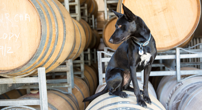 Polly the Wine Dog at Whicher Ridge Wines - Whicher Ridge